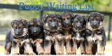 VIP Puppy Waiting List