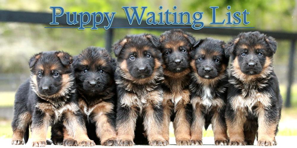 Puppy Waiting List
